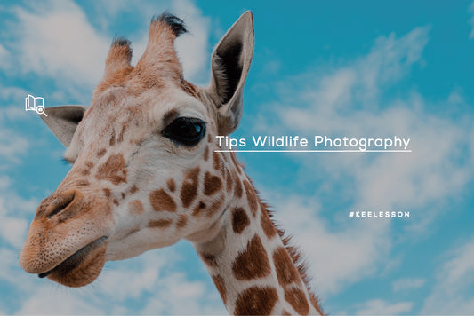 Tips Wildlife Photography